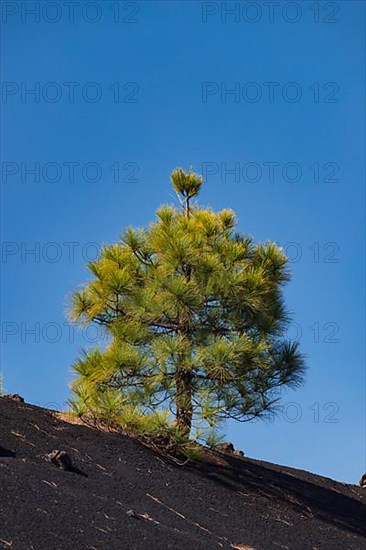 Canary Island Pine