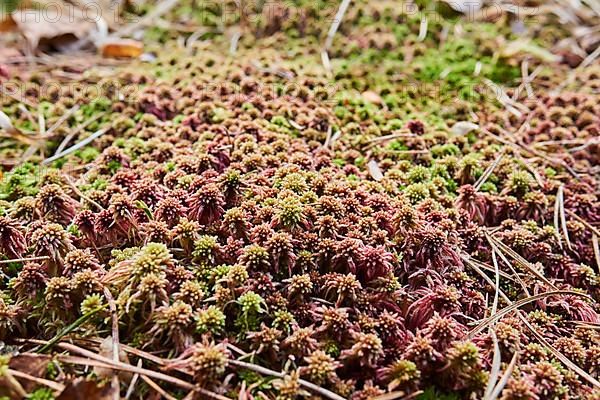 Flat-topped bogmoss