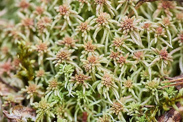 Flat-topped bogmoss