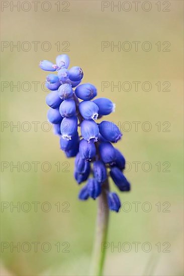 Grape hyacinth