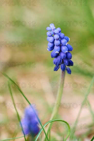 Grape hyacinth