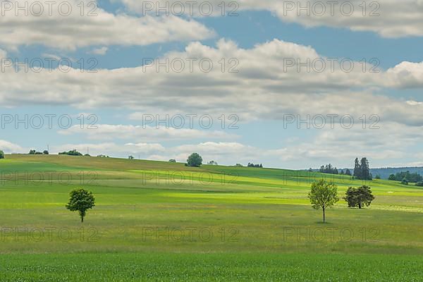 Country meadow near Rotenbach wiesen nature reserve. Friedenweiler