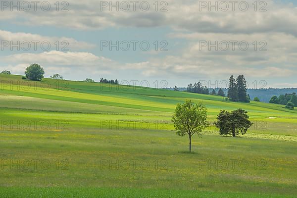 Country meadow near Rotenbach wiesen nature reserve. Friedenweiler