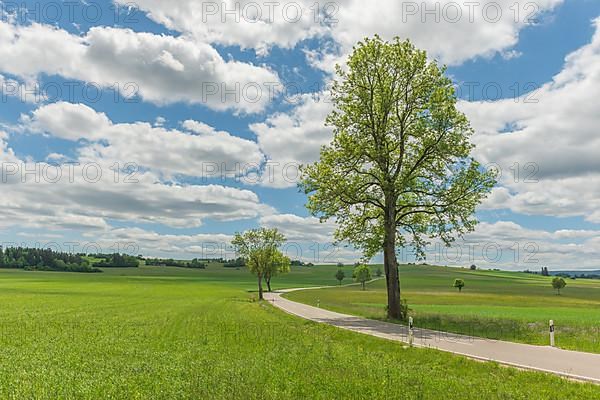 Country road near Rotenbach wiesen nature reserve. Friedenweiler