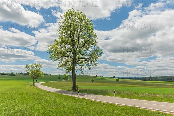 Country road near Rotenbach wiesen nature reserve. Friedenweiler