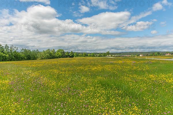 Country meadow near Rotenbach wiesen nature reserve. Friedenweiler