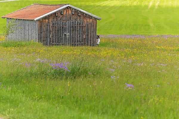 Old barn in a country meadow near Rotenbach wiesen nature reserve. Friedenweiler