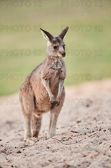 Eastern grey kangaroo