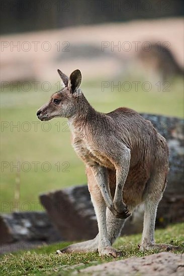 Eastern grey kangaroo