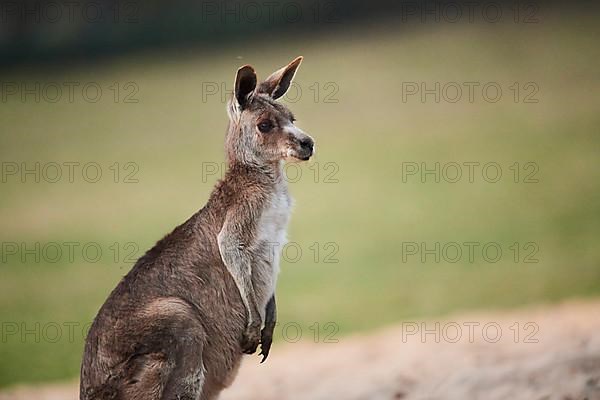 Eastern grey kangaroo