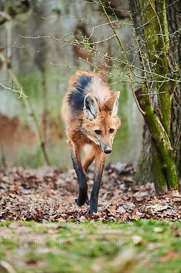 Maned wolf