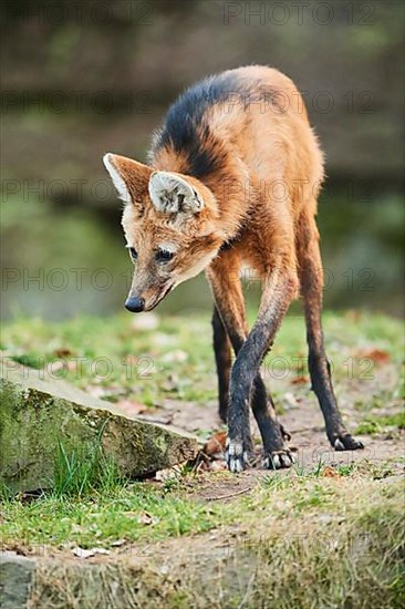 Maned wolf