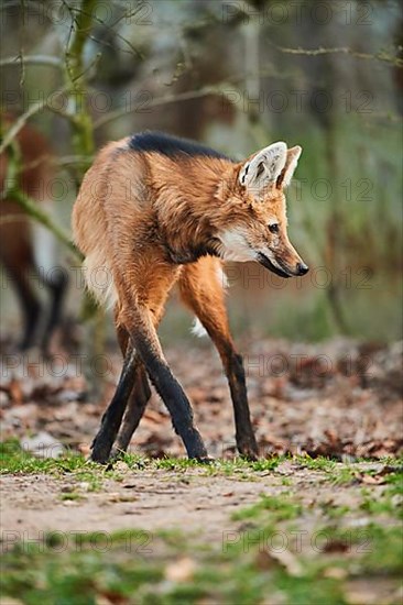 Maned wolf