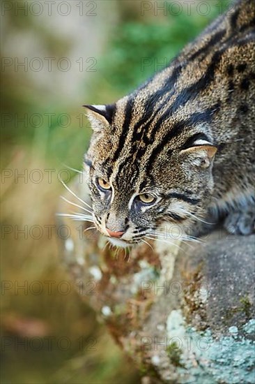 Fishing cat