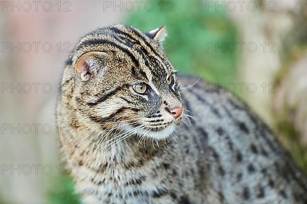 Fishing cat