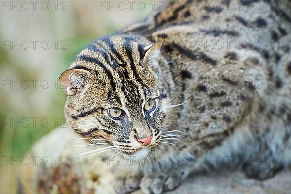 Fishing cat