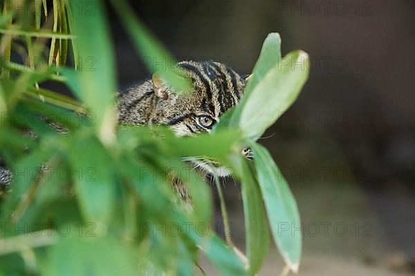 Fishing cat