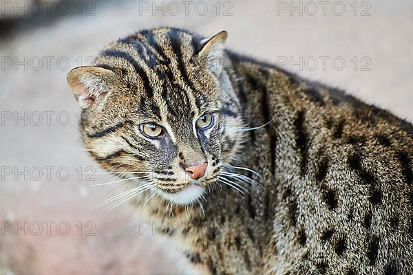 Fishing cat