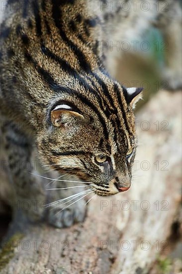 Fishing cat