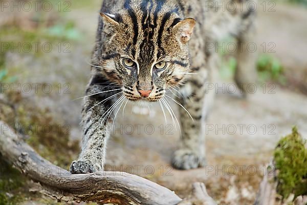 Fishing cat