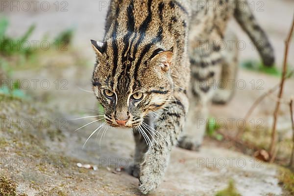 Fishing cat