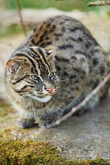 Fishing cat