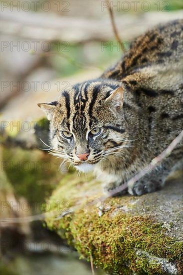 Fishing cat