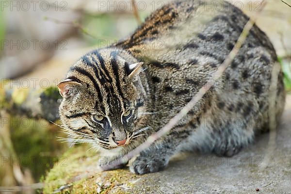 Fishing cat