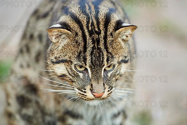 Fishing cat