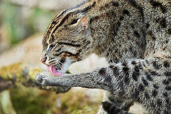 Fishing cat