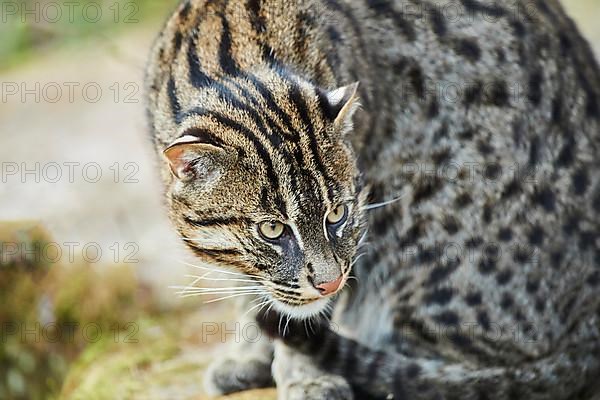 Fishing cat