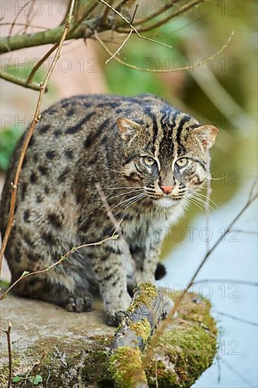 Fishing cat