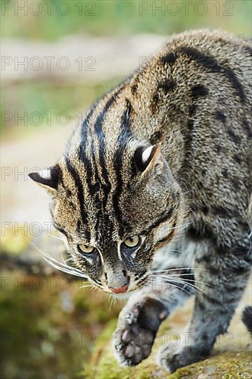 Fishing cat