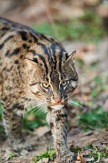 Fishing cat