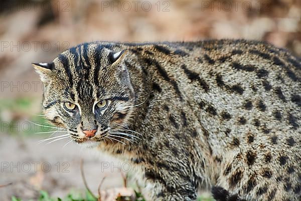 Fishing cat