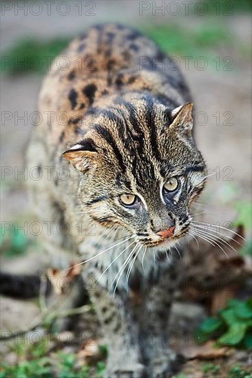 Fishing cat