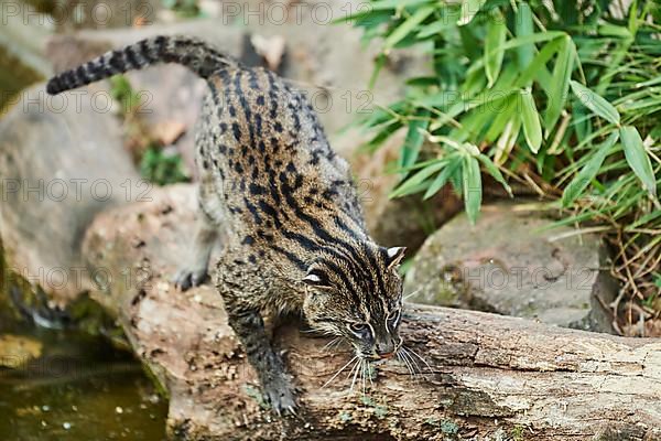 Fishing cat