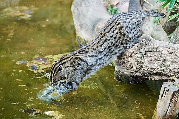 Fishing cat