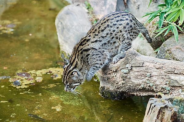 Fishing cat