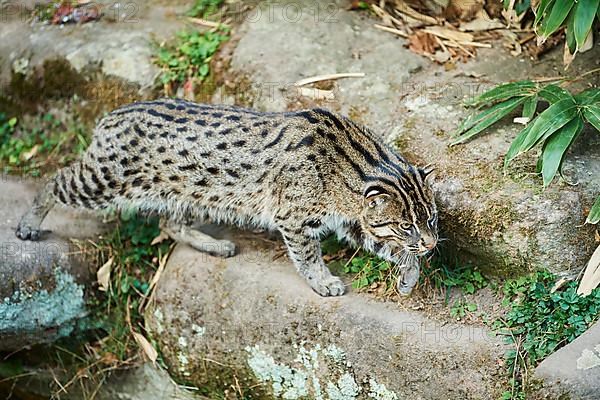 Fishing cat