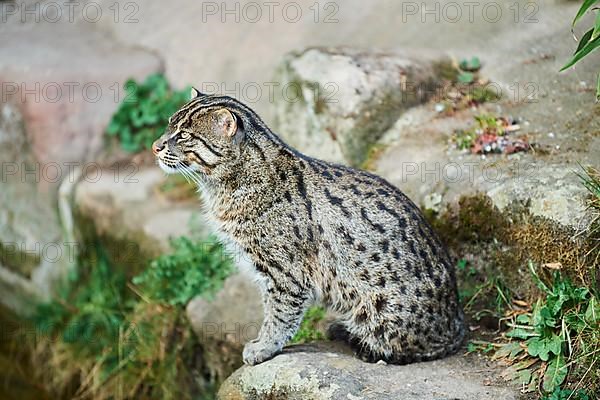 Fishing cat