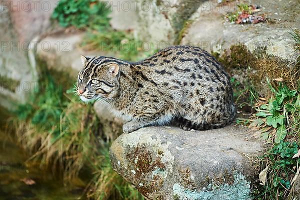 Fishing cat