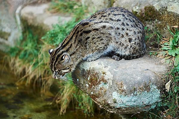 Fishing cat