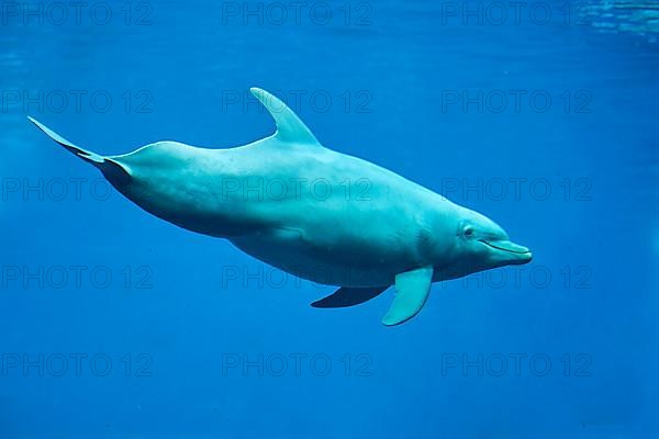 Atlantic bottlenose dolphin