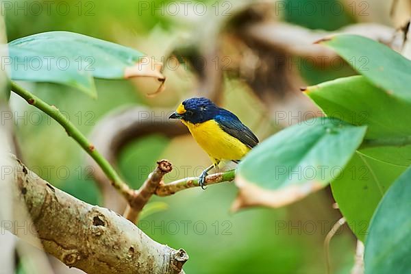 Violaceous euphonia