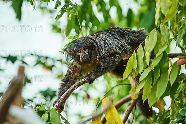 White-faced saki