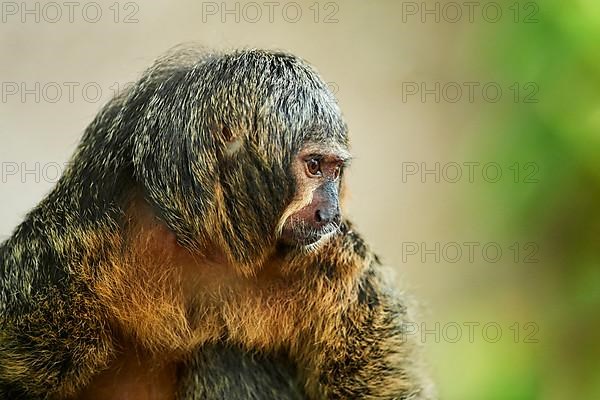 White-faced saki