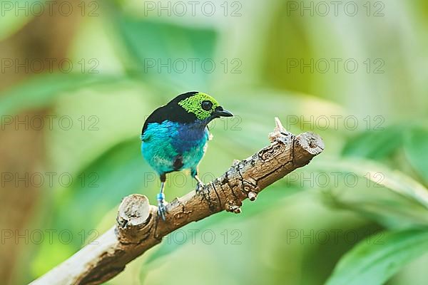 Paradise tanager