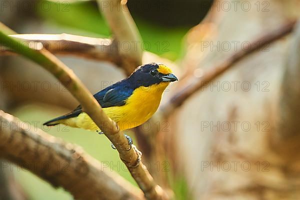 Violaceous euphonia