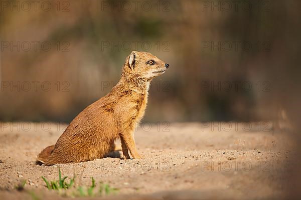 Yellow mongoose